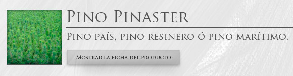 Pino Pinaster